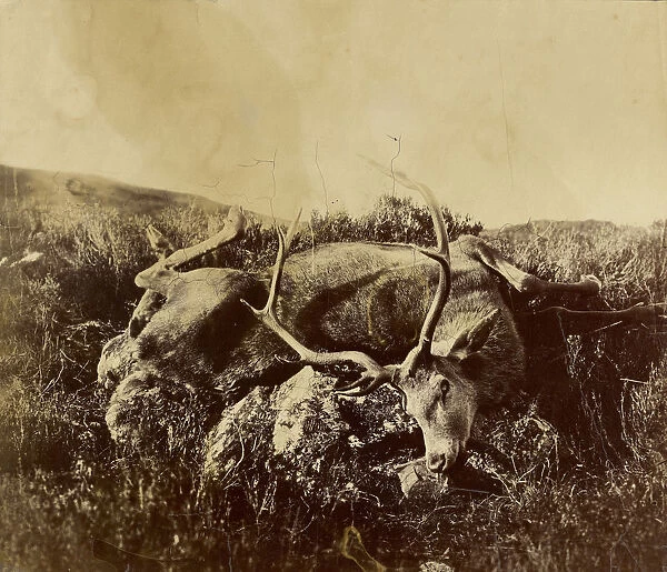 Dead stag rock Attributed Roger Fenton English