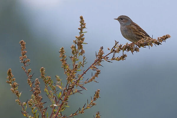 Dunnock perched on a branch, Prunella modularis, Italy