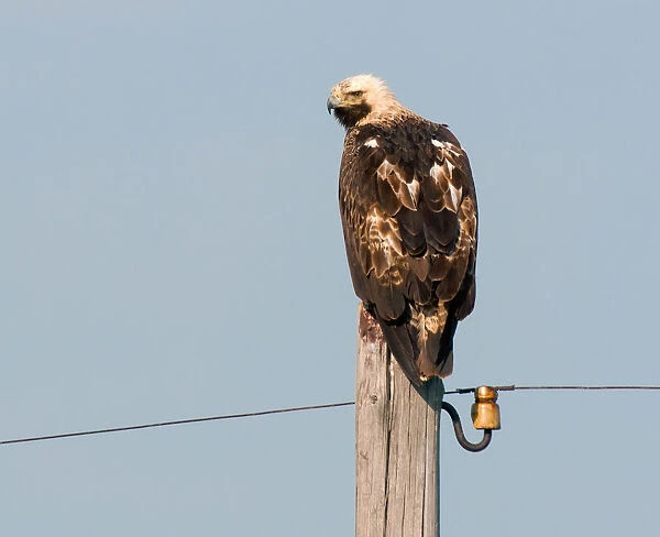 Eastern Imperial Eagle, Aquila heliaca, Kazakhstan