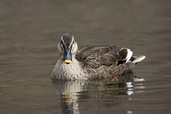 Eastern Spot-billed Duck swimming, Anas zonorhyncha