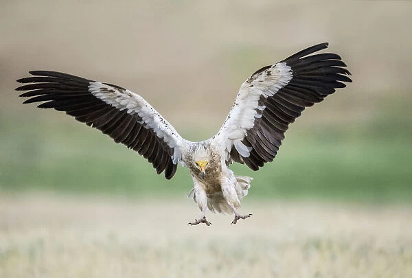 Endangered Egyptian Vulture in flight, Neophron percnopterus, Spain