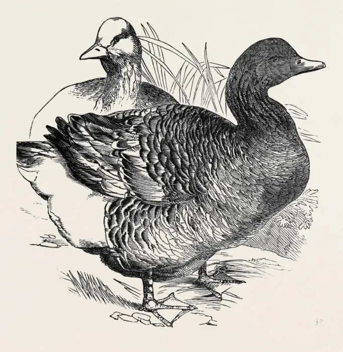 Framed Print : Common Goose Print, 1750 x 1763 pixels