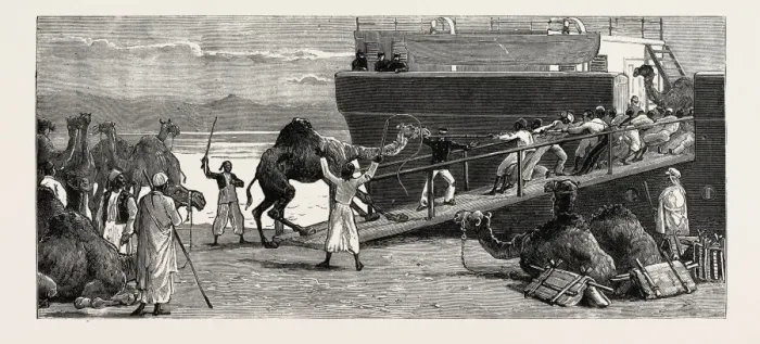 Framed Print : The Soudan Print: Shipping Camels at Suez Framed Print : The Soudan Print: Shipping Camels at Suez