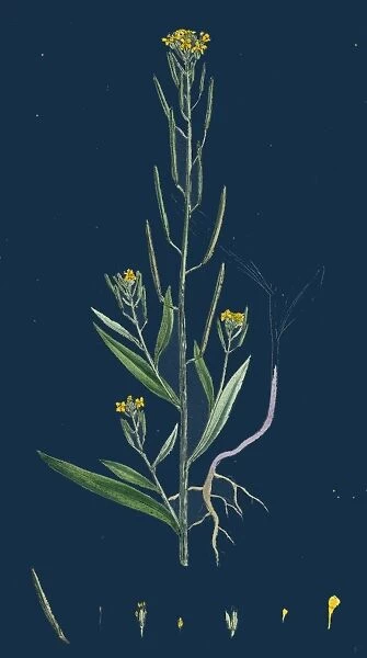 Erysimum Cheiranthoides; Treacle hedge-mustard