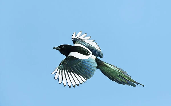 Eurasian Magpie (Pica pica) in flight, Pica pica, Finland
