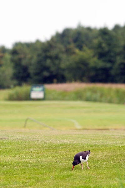 Eurasian Oystercatcher standing on a golf course, Haematopus ostralegus