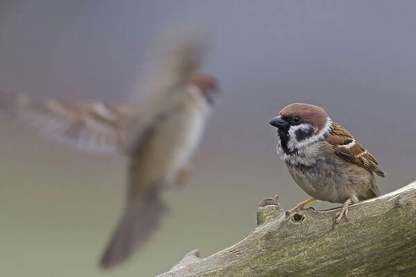 Eurasian Tree Sparrow, Passer montanus, Netherlands