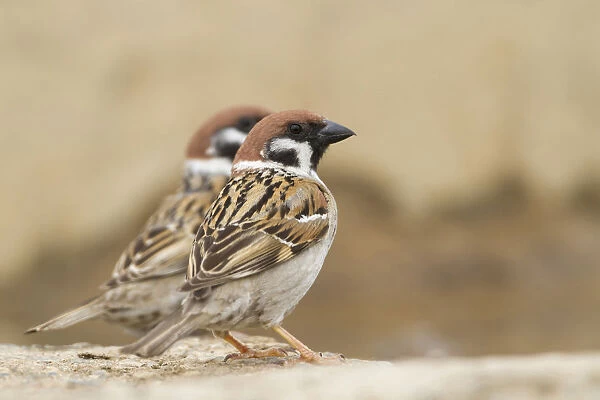 Eurasian Tree Sparrow, Passer montanus ssp montanus, adult, Kazakhstan, Passer montanus
