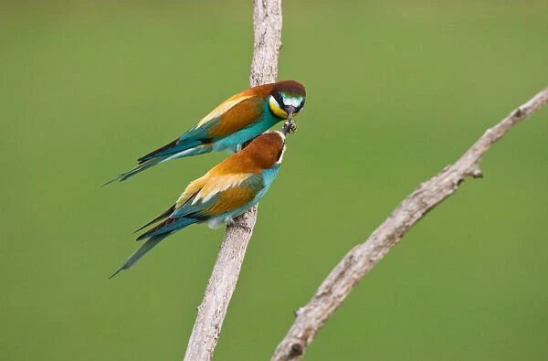 European Bee-eater with food on perch, Merops apiaster