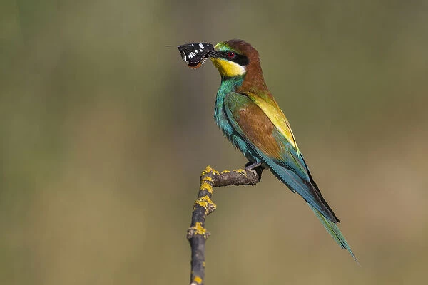 European Bee-eater with prey, Merops apiaster, Italy