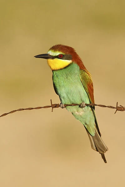 European Bee-eater sitting on barbed wire, Merops apiaster, France