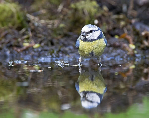 European Blue Tit perched in water