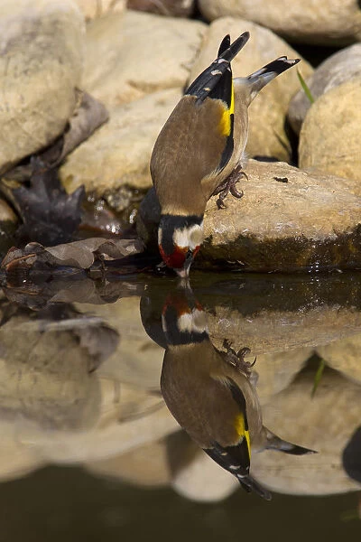 European Goldfinch drinking water, Carduelis carduelis, Italy