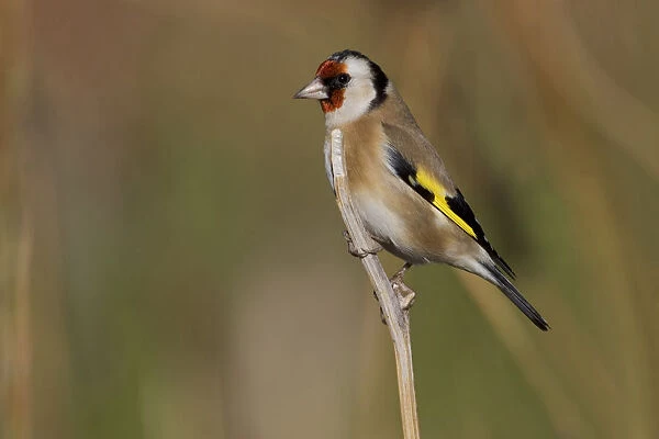 European Goldfinch perched on a branch, Carduelis carduelis