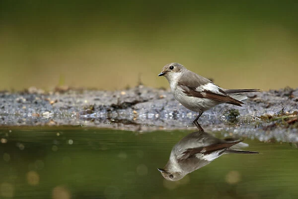 European Pied Flycatcher sitting in water with reflection, Ficedula hypoleuca, Netherlands