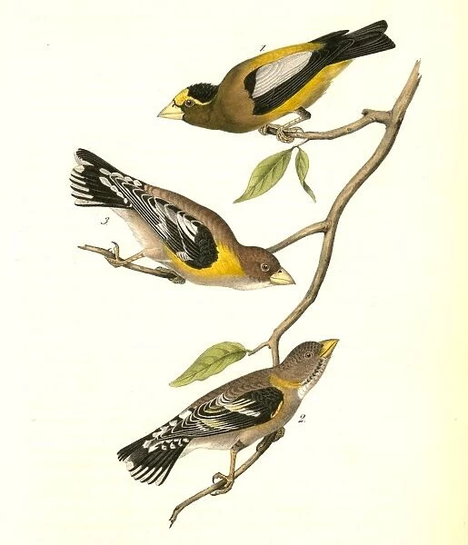 Evening Grosbeak. 1. Male. 2. Female. 3. Young Male. (Ground Hemlok. Taxus canadensis