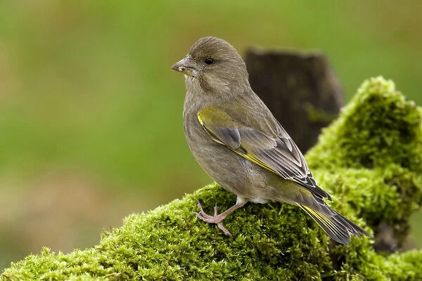 Female European Greenfinch perched on log with moss, Chloris chloris, Italy