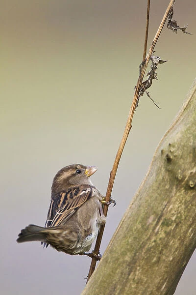 Female House Sparrow perched on branch, Passer domesticus