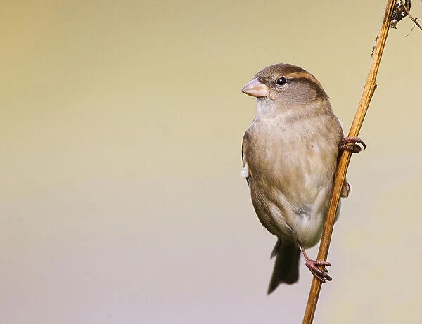 Female House Sparrow perched on branch, Passer domesticus