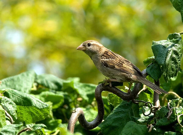 Female House Sparrow perched in garden, Passer domesticus