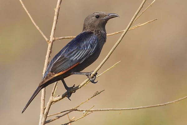 Female Tristram's Starling perched in branch, Onychognathus tristramii, Oman