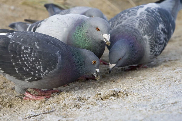 Feral Pigeons in winter, Netherlands