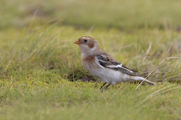 First winter Snow Bunting, Plectrophenax nivalis, Azores, Portugal