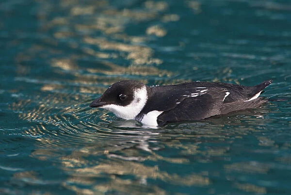 First year Little Auk (Alle alle) swimming in the harbour of Vlieland, Netherlands, Alle alle