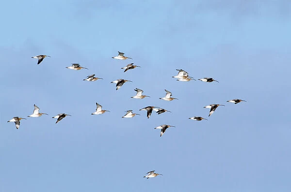 Flock of Eurasian Curlews in flight, Numenius arquata, Netherlands
