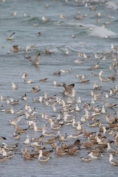 Flock of Seagulls, Netherlands