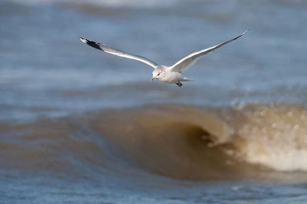 Flying adult Mew Gull in winter plumage, Larus canus