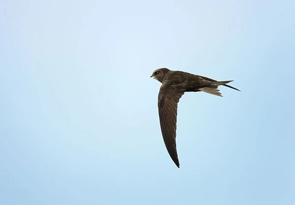 Flying foraging Common Swift, Apus apus, Netherlands