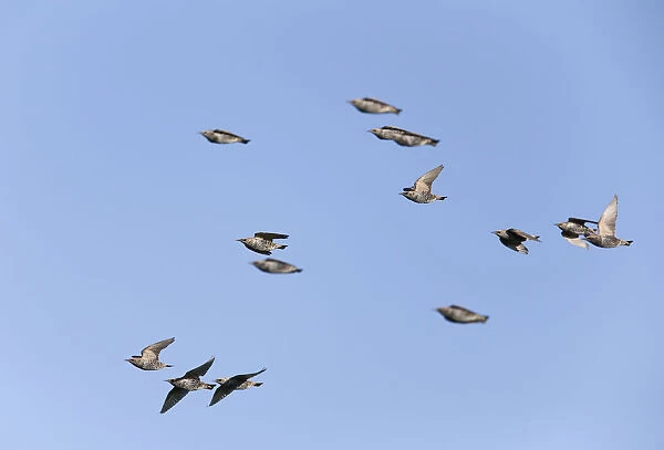 Flying migrating flock of Common Starlings, Sturnus vulgaris, Netherlands