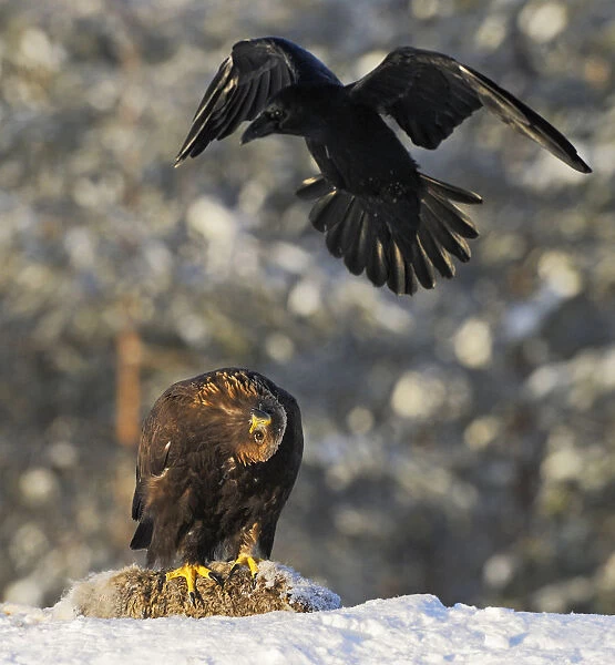 Golden Eagle in the snow, Aquila chrysaetos