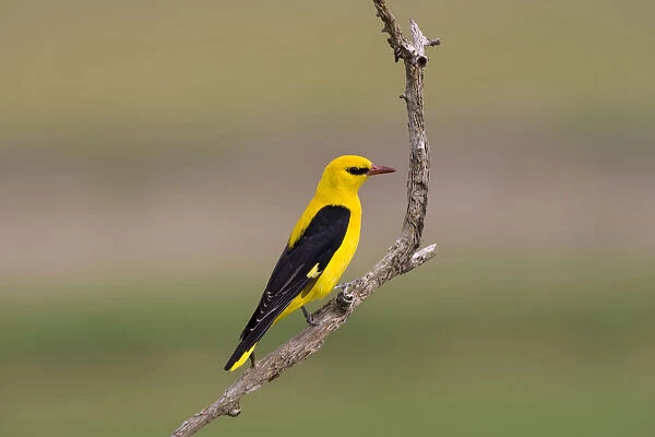 Golden Oriole male perched in top of a tree