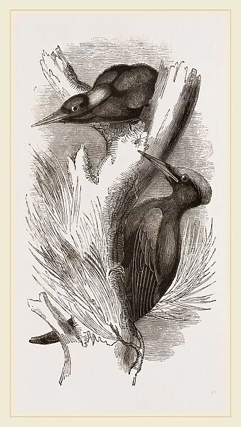 Great Black Woodpecker