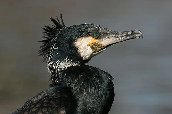Great Cormorant adult summerplumage close-up, Phalacrocorax carbo