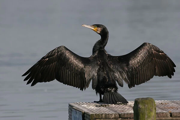Great Cormorant drying its wings, Phalacrocorax carbo