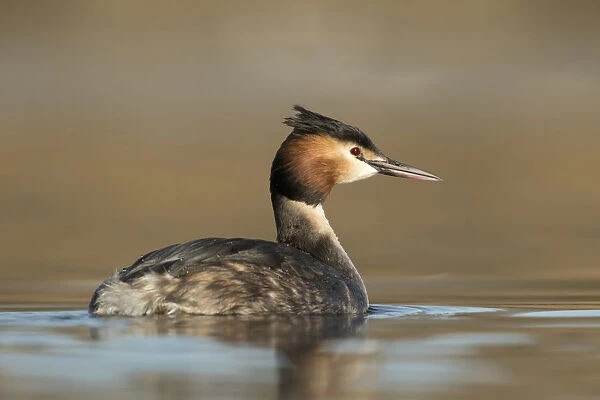 Great crested Grebe low point of view, Netherlands