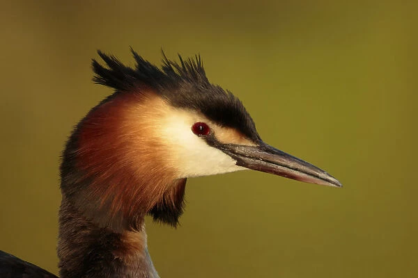 Great crested Grebe portret in evening light, Netherlands