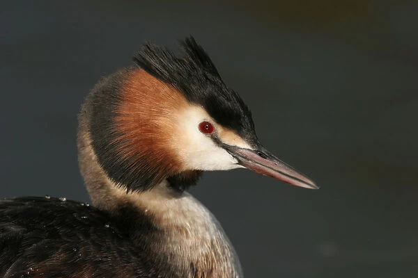 Great Crested Grebe summerplumage close-up of head Netherlands, Podiceps cristatus