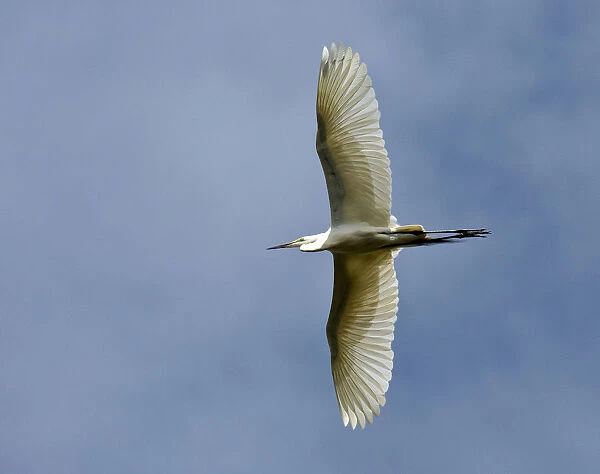 Great Egret in flight, Ardea alba