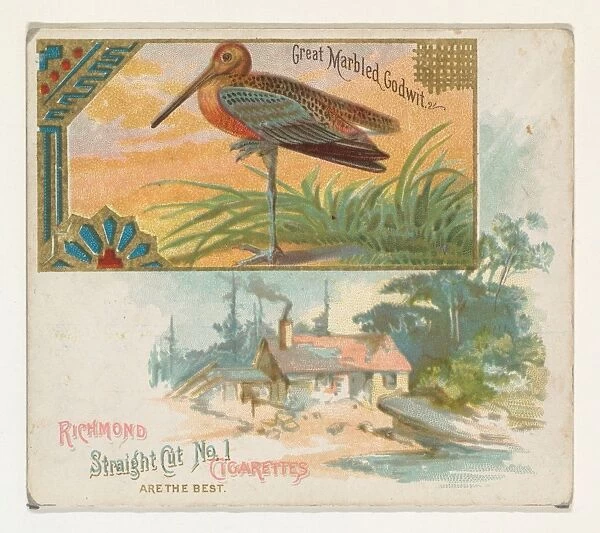 Great Marbled Godwit Game Birds series N40 Allen & Ginter Cigarettes