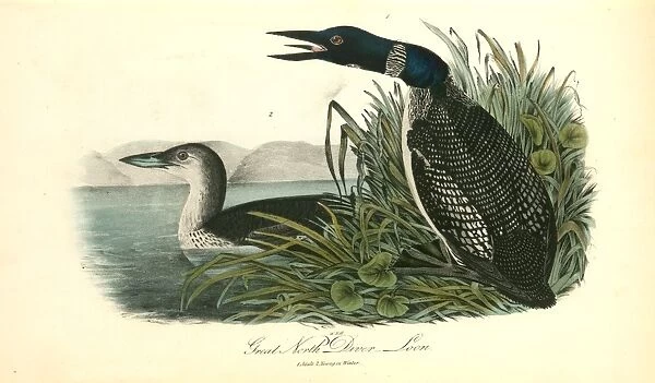 Great North Diver. -- Loon. 1. Adult. 2. Young in Winter. Audubon, John James, 1785-1851