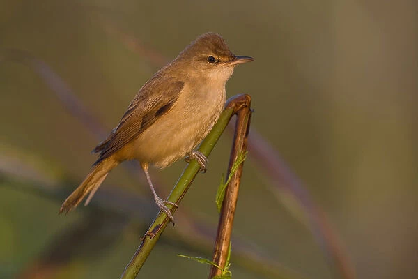 Great Reed Warbler perched in reed, Acrocephalus arundinaceus, Italy