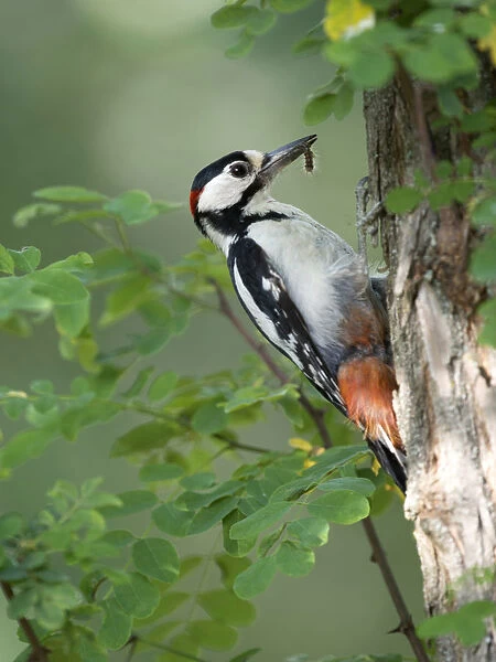 Great spotted Woodpecker with caterpillar