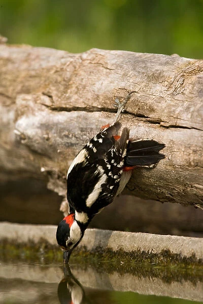 Great Spotted Woodpecker at drinking site, Dendrocopos major