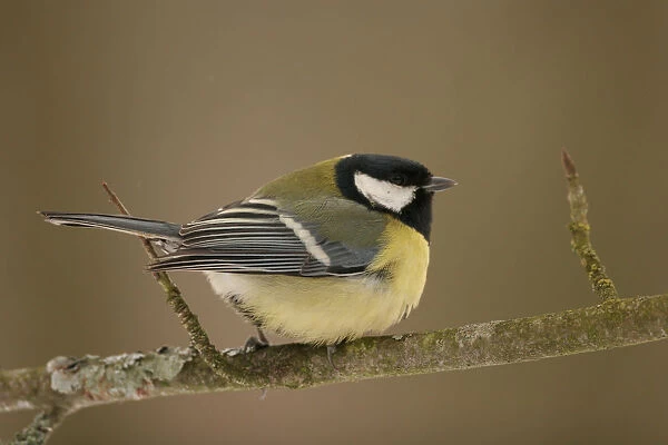 Great Tit adult perched on a branch, Parus major