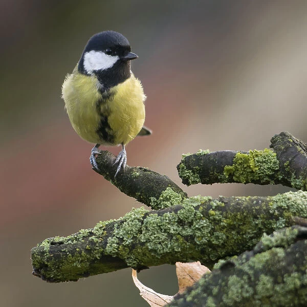 Great Tit perched on branch, Parus major