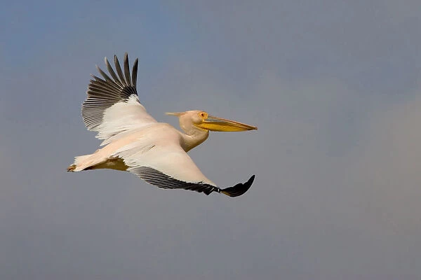 Great White Pelican flying, Pelecanus onocrotalus